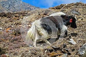 Yak, grunting ox in Himalaya mountains