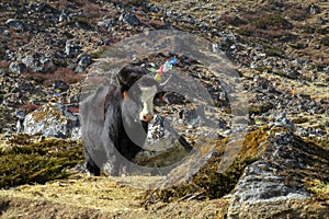 Yak, grunting ox in Himalaya mountains