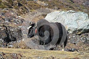 Yak, grunting ox in Himalaya mountains