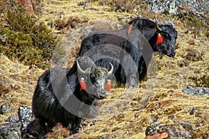 Yak, grunting ox in Himalaya mountains