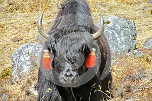 Yak, grunting ox in Himalaya mountains