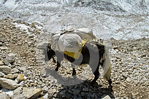 Yak, grunting ox in Himalaya mountains