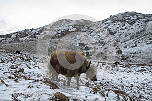 Yak, grunting ox in Himalaya mountains