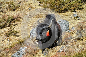 Yak, grunting ox in Himalaya mountains