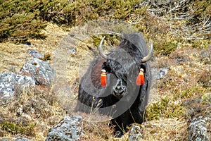 Yak, grunting ox in Himalaya mountains