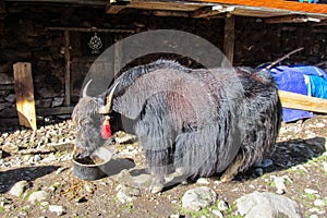 Yak, grunting ox in Himalaya mountains