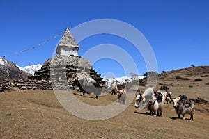 Yak herd carrying goods and stupa