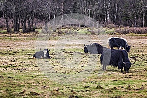 Yak herd on the plateau pasture