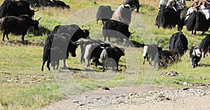 Yak in high altitude moutnains