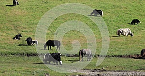 Yak in high altitude moutnains