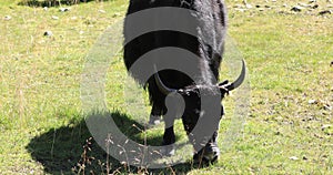 Yak in high altitude moutnains