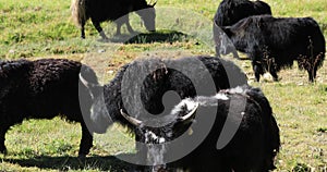 Yak in high altitude moutnains