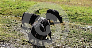 Yak in high altitude moutnains