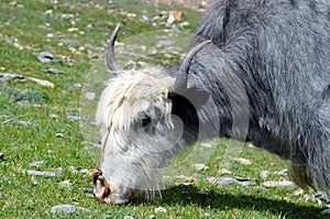 Yak from Himalaya