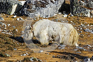 Yak in Himalaya mountains, Everest region, Nepal.