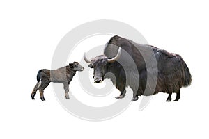 Yak isolated on white background