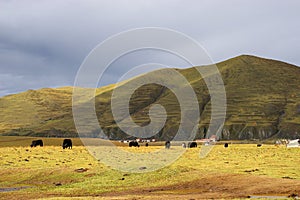 Yak in Kangding