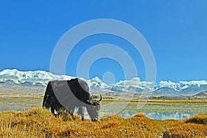 The yak by Karakul lake