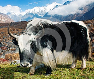 Yak in Langtang valley photo