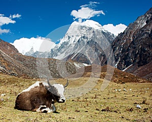 Yak in Langtang valley with Langshisha Ri