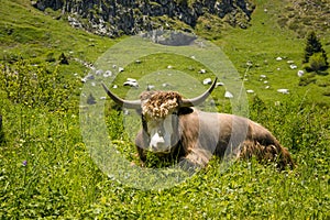 Yak lives in the mountains