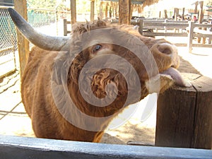 YAK IN MEXICALI BEAUTIFUL ANIMAL photo