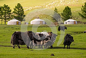 Yak in Mongolia