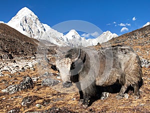 Yak, and mount Pumo ri - Nepal himalayas mountains