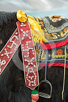 Yak at the Namtso Lake in Tibet