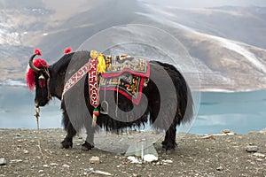 Yak at the Namtso Lake in Tibet