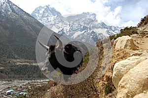 Yak in Nepal