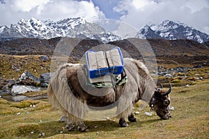 Yak in Nepal