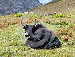 Yak in the Nepal Himalaya