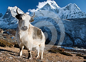 Yak on pasture and ama dablam