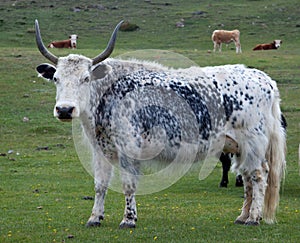 Yak pastures of Mongolia