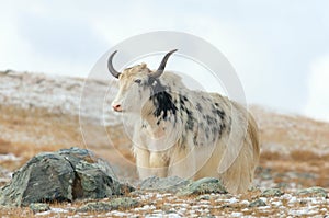 Yak pastures of Mongolia