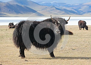 Yak pastures of Mongolia