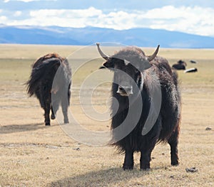 Yak pastures of Mongolia