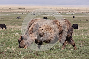 Yak pastures of Mongolia