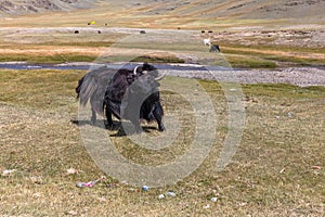 Yak pastures of Mongolia. High in the mountains
