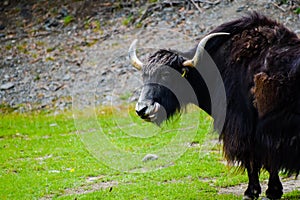 Yak poking his tongue out