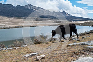 Yak on the Qinghai-Tibet Plateau