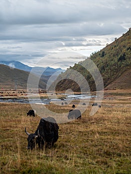 Yak on the Qinghai-Tibet Plateau