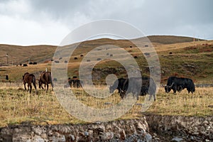 Yak on the Qinghai-Tibet Plateau