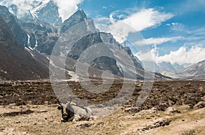Yak resting in Everest Nepal