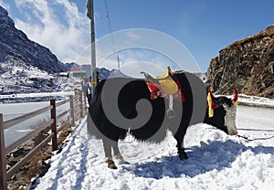 Yak ride!