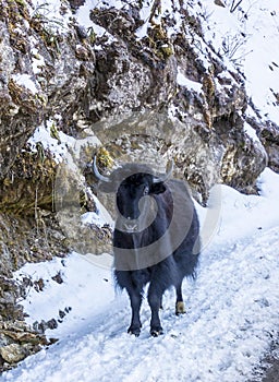 Yak in the snow, Bhutan