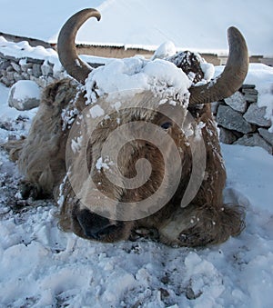 Yak after a snowfall in Himalayas, Everest region, Nepal