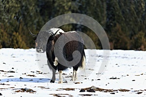 Yak in the Snowfields photo