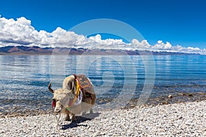 Yak standing on the lakeside of Namtso